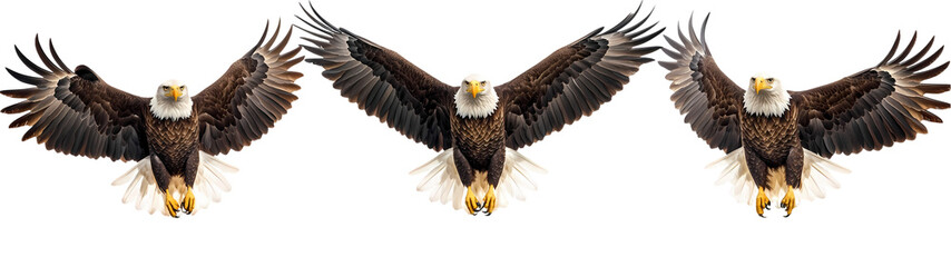 Obraz premium An eagle with a fish on its back and a white background with a picture of an eagle on it