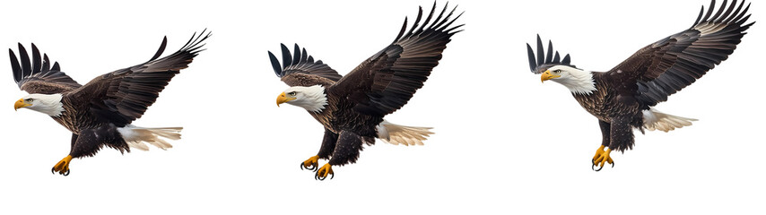 Obraz premium An eagle with a fish on its back and a white background with a picture of an eagle on it