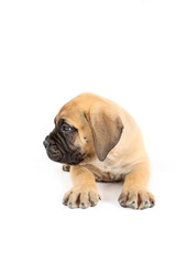 Obraz premium lying puppy bullmastiff isolated on white 