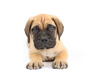 lying puppy bullmastiff isolated on white 