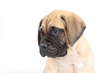 Fototapeta premium portrait of bullmastiff puppy isolated on white 
