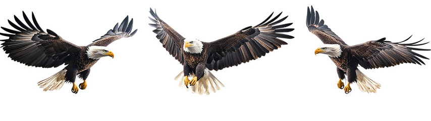 Obraz premium An eagle with a fish on its back and a white background with a picture of an eagle on it