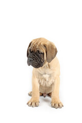 bullmastiff puppy sitting in studio