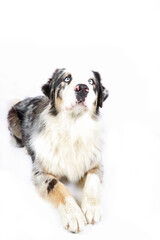 australian shepherd merle isolated on white 