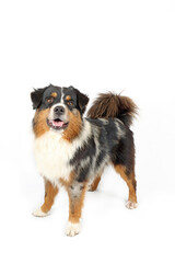 standing miniature American shepherd isolated on white background 