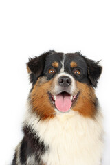 portrait of miniature American shepherd isolated on white 