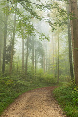 Obraz premium Autumn morning fog in a forest in Europe. Moody, bright forest scene, no people
