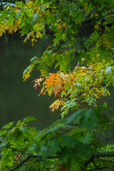 autumn leaves in the forest