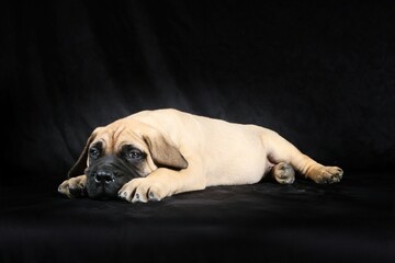 lying puppy bullmastiff isolated on black background 