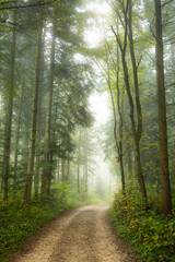 Fototapeta premium Autumn morning fog in a forest in Europe. Moody, bright forest scene, no people