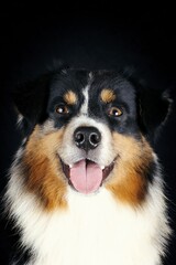 portrait of miniature American shepherd isolated on black