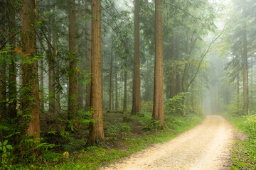 Autumn morning fog in a forest in Europe. Moody, bright forest scene, no people