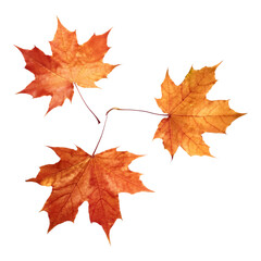 Obraz premium Three Red Autumn Maple Leaves on a Black Background