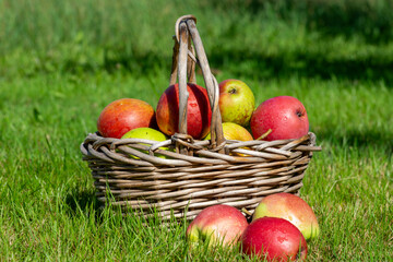 basket full of apple in the autumn
