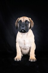 sitting puppy bullmastiff on black background 