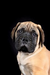 Fototapeta premium portrait of puppy bullmastiff isolated on black background 