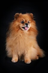 Obraz premium Pomeranian spitz on black background 