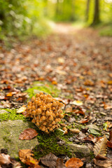Wild mushrooms growing on forest floor in autumn after rain. Close up shot, no people
