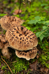 Wild mushrooms growing on forest floor in autumn after rain. Close up shot, no people