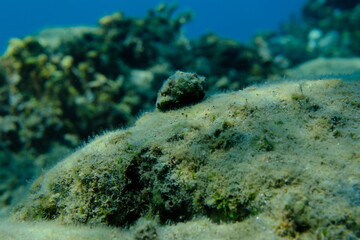 Southern oyster drill or Redmouthed rocksnail (Stramonita haemastoma) undersea, Aegean Sea, Greece, Halkidiki, Pirgos beach