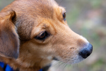 This is a closeup image of a brown dog with a blue collar on its neck