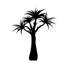 Obraz premium madagascar-dragon-tree-tree-silhouette