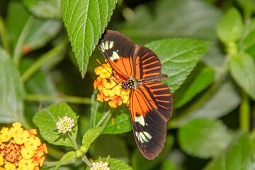 Papillon Heliconius melpomene sur une fleur tropicale