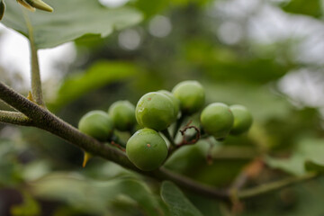 green olives on tree
