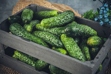 Fresh green cucumbers in a wooden box on a gray background.