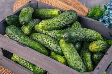 Fresh green cucumbers in a wooden box on a gray background.