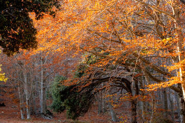 An autumn forest illuminated by golden leaves, showcasing a vibrant tapestry of colors and textures, evoking warmth and a sense of natural wonder and serenity in Montseny Spain