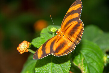 Papillon Dryadula phaetusa vu de dos sur une feuille