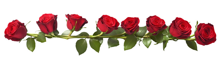 Naklejka premium A beautiful black roses on white background