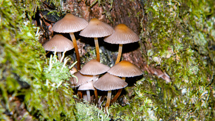 mushroom in the forest