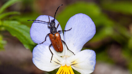 bug on a flower