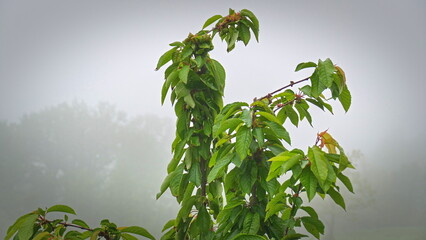 green leaves in the morning fog