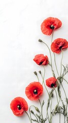 Photo of Red poppy flowers on white background, free place for text