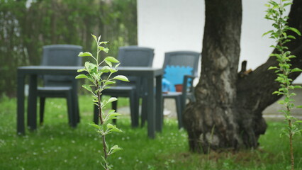 grass in the garden