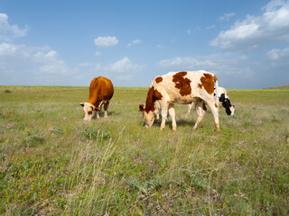 Cows on a summer pasture, livestock image group of cows on a summer pasture. Grazing on green...