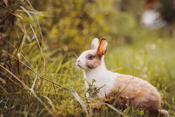 Miniature Pet Rabbit Exploring the Garden