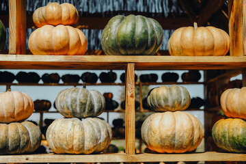 Colorful pumpkins arranged on wooden shelves at an outdoor market during autumn season