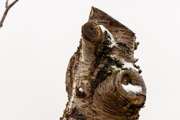 Dead tree in winter with snow