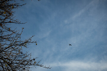 A small plane soars gracefully through a vast expanse of blue sky, dotted with fluffy white clouds.