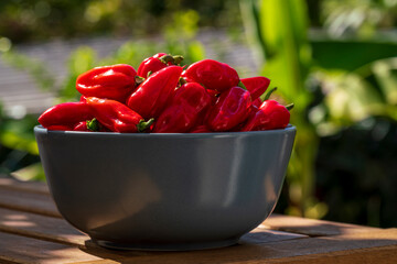 Close up red Chili fruit during autumn harvest phase