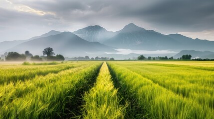 Fototapeta premium Serene Green Landscape with Mountains and Mist