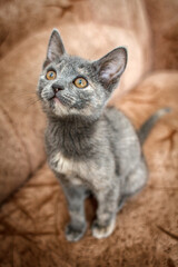 Obraz premium The image features a small, adorable kitten sitting on a soft, brown textured surface