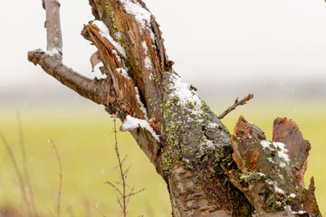 Dead tree in winter with snow
