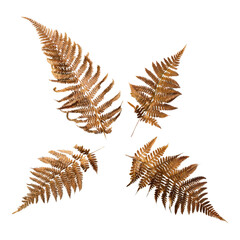 Obraz premium Dried Fern Leaves on transparent Background, Autumnal Nature Photography