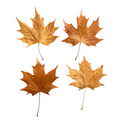 Fototapeta premium Four Golden Maple Leaves Isolated on transparent Background