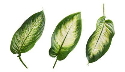 Tropical Green Leaves with White Veins Isolated on transparent  Background